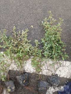 高度40厘米小丑火棘