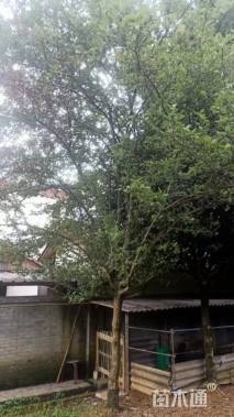 15公分垂丝海棠