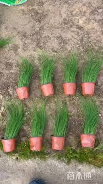 高度30厘米拂子茅