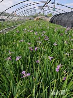 高度50厘米水生鸢尾