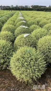 冠幅120厘米银姬小蜡球