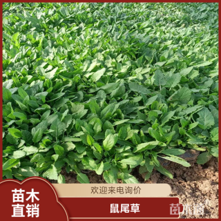 高度20厘米鼠尾草