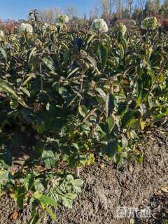 高度120厘米木绣球