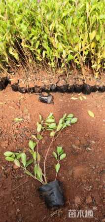 高度30厘米长春花