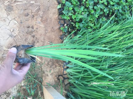 高度40厘米黄菖蒲
