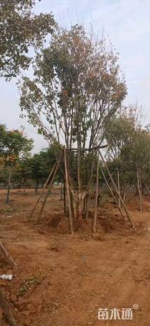 高度700厘米丛生五角枫