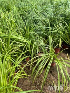 高度30厘米金叶石菖蒲