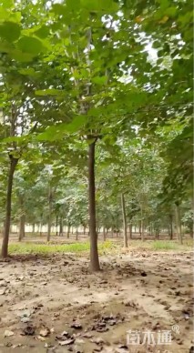 12公分巨紫荆
