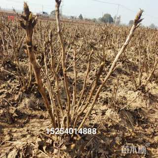 高度50厘米牡丹