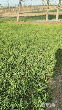 高度15厘米金娃娃萱草