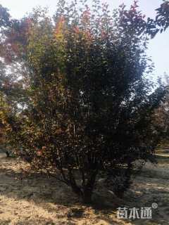 高度300厘米(5杆)丛生红