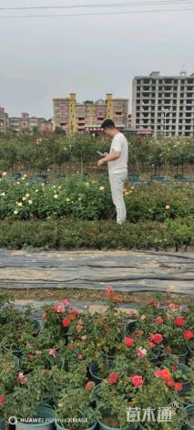 高度70厘米棒棒糖月季