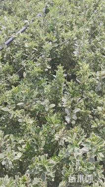 高度30厘米金边黄杨