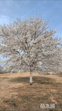 30公分染井吉野樱