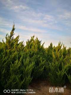 高度200厘米龙柏