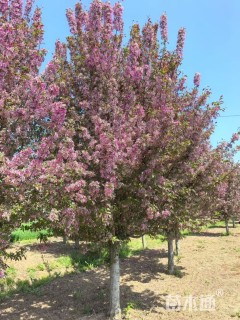 12公分绚丽海棠