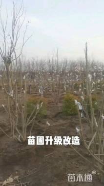 3公分造型小叶女贞