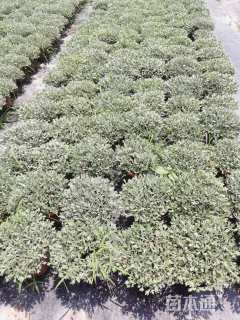 高度15厘米红花玉芙蓉