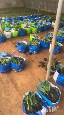 高度30厘米美人蕉