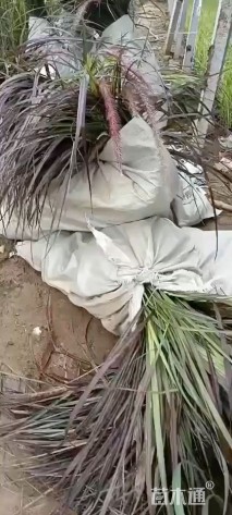 高度40厘米紫叶狼尾草