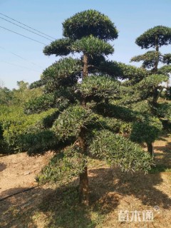 10公分造型罗汉松