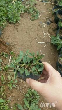 高度10厘米三叶委陵菜