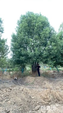 80公分(5杆)丛生香樟