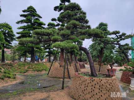 高度300厘米黑松