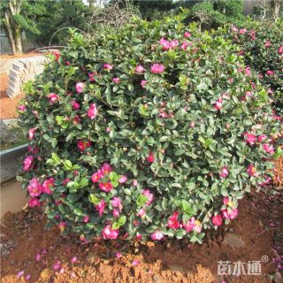 高度30厘米茶梅