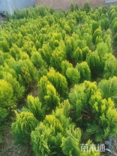 高度50厘米棣棠