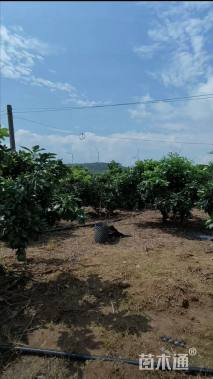 高度200厘米红心柚