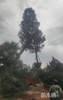高度800厘米白皮松