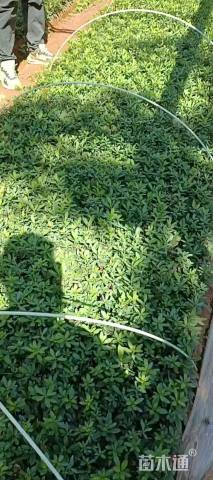 0.1公分红叶石楠