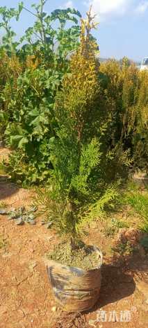 高度60厘米侧柏