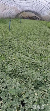 高度60厘米花叶蔓长春