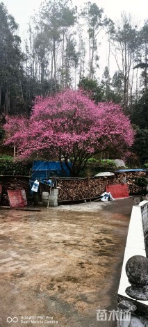 15公分骨里红梅