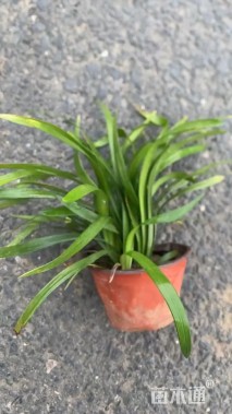 高度21厘米兰花