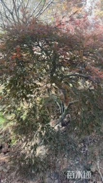 高度120厘米羽毛枫