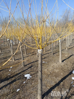 5公分矮接金枝槐