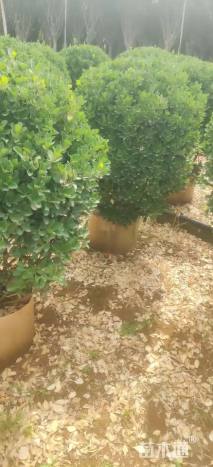 冠幅100厘米大叶黄杨球