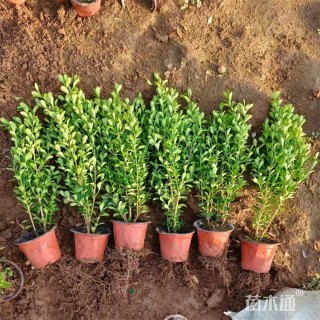 高度40厘米小叶黄杨