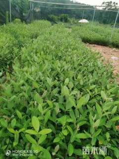 高度20厘米桃金娘