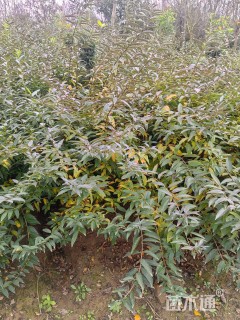 高度100厘米连翘