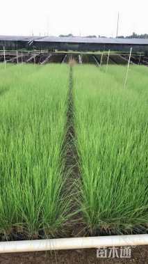 高度30厘米羽绒狼尾草