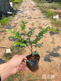 高度20厘米嘉宝果