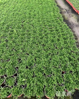 高度15厘米翠云草