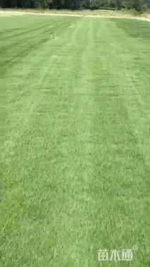 草毯
