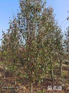 10公分彩叶豆梨