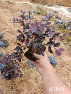 高度20厘米红花继木