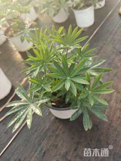 高度20厘米羽扇豆